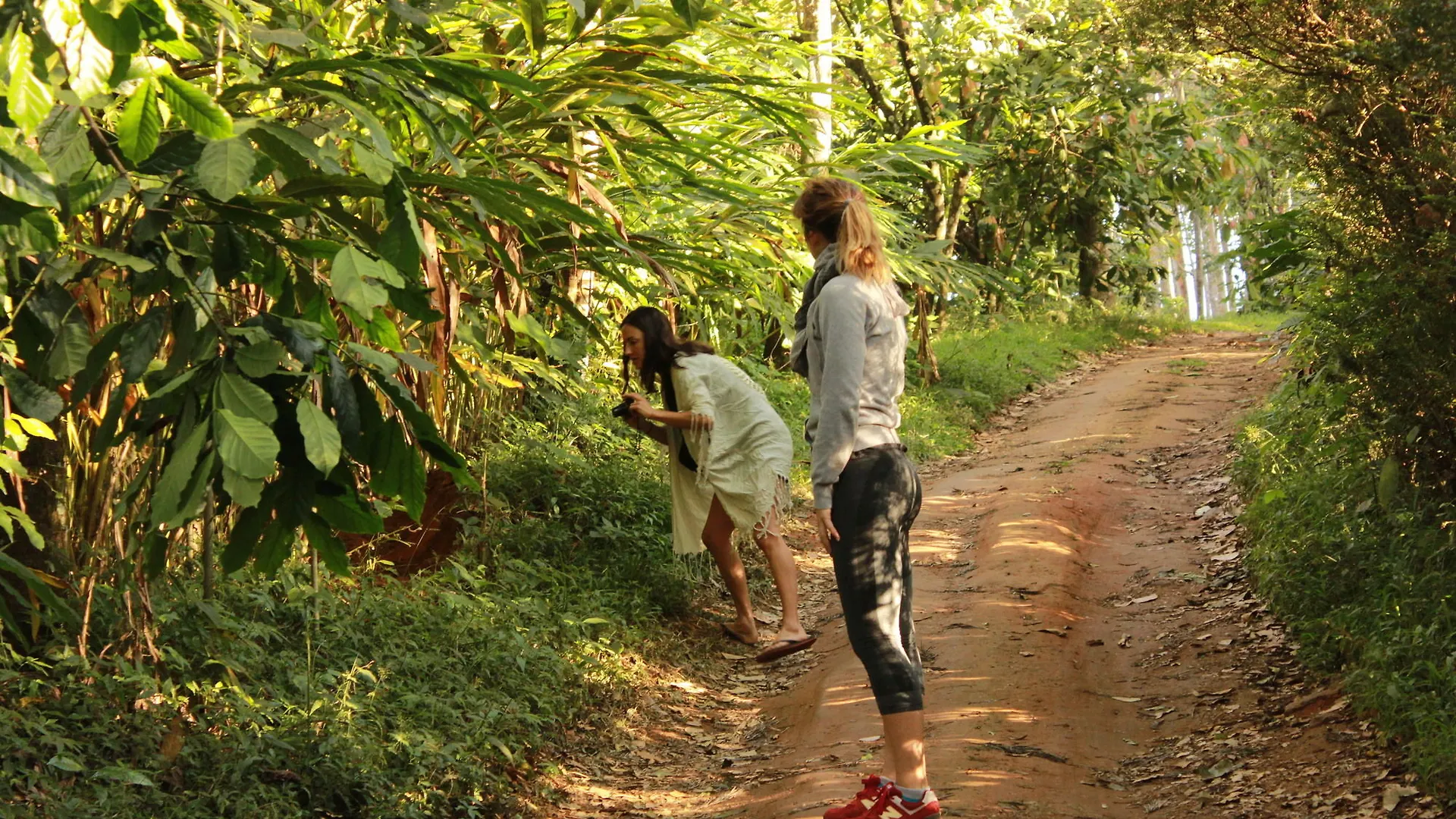 Season7 The Nature Resort Munnar