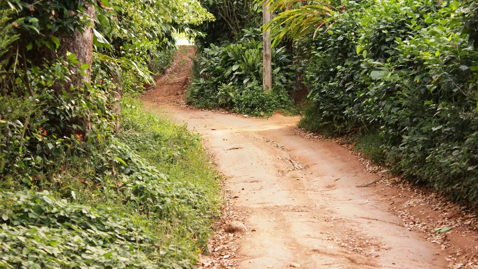 Season7 The Nature Resort Munnar